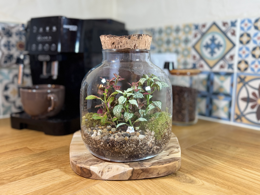 Bocal terrarium posé dans une cuisine, près d'une machine à café