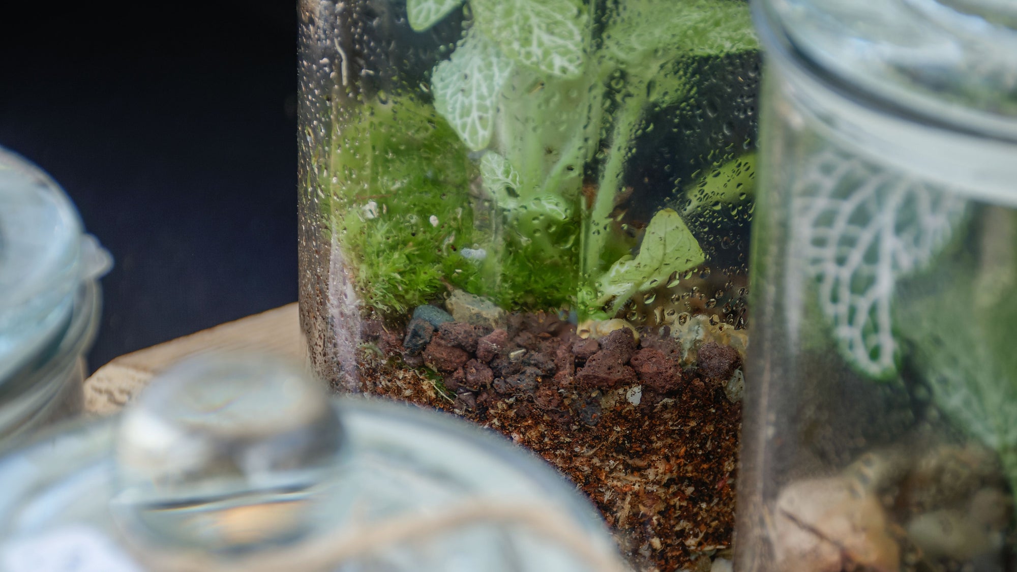 Bocal terrarium avec plantes posé sur une surface en pierre, en extérieur