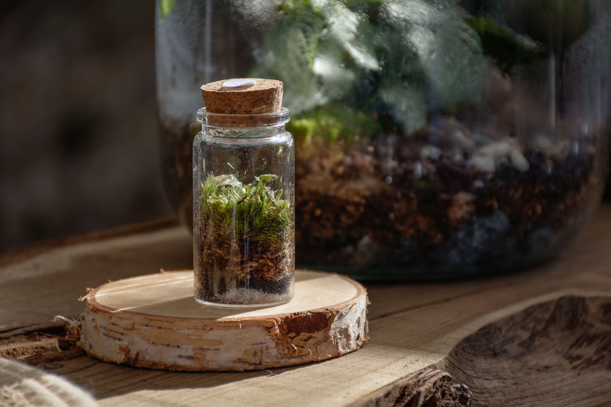 Bocal terrarium posé sur une caisse en bois