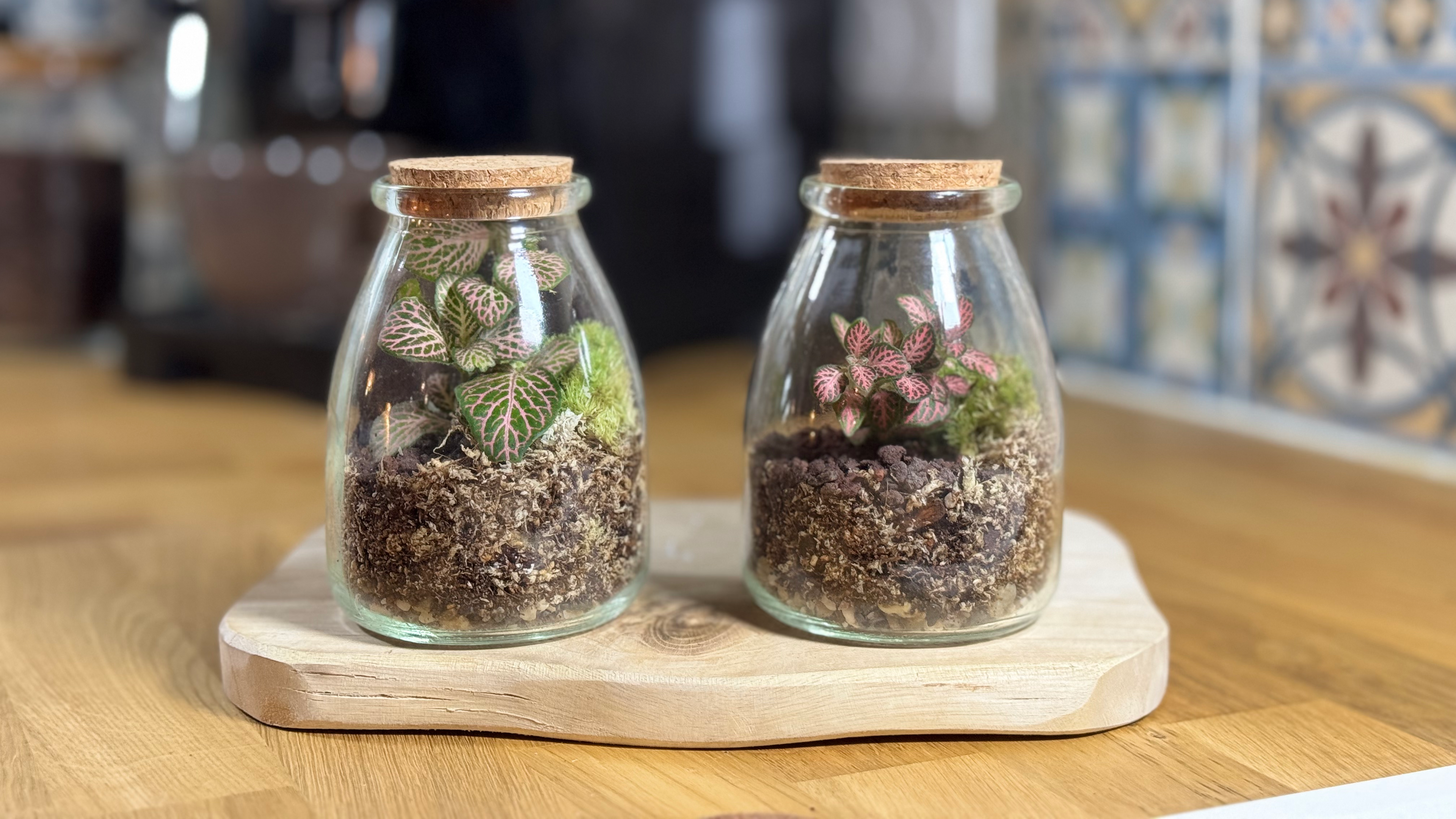 Deux bocaux terrariums posés sur un plateau en bois, fond carrelé