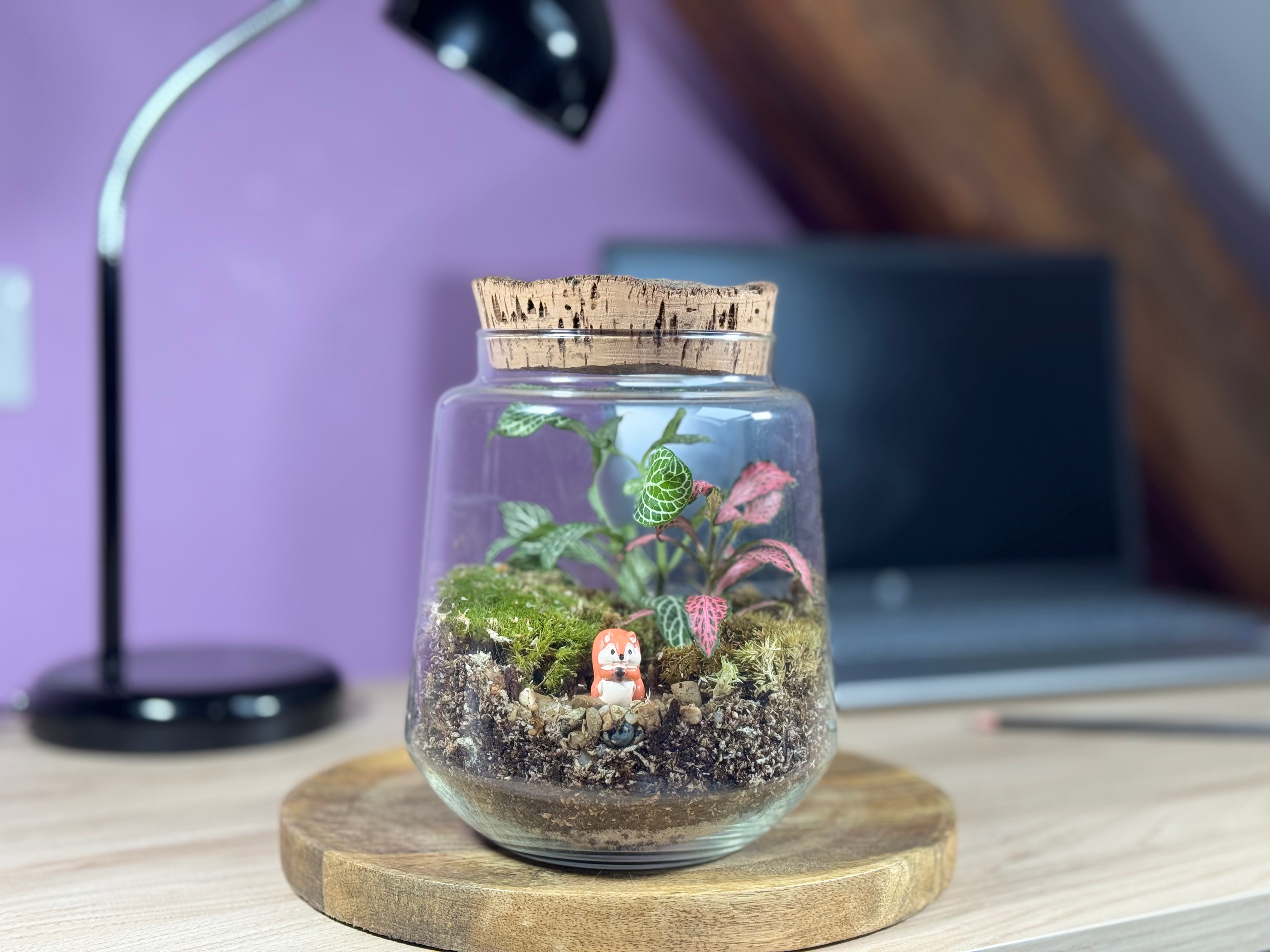 Photo du produit Kit à composer — Taille S/M (Ø15 x H17 cm) miniature.green, terrarium en bocal