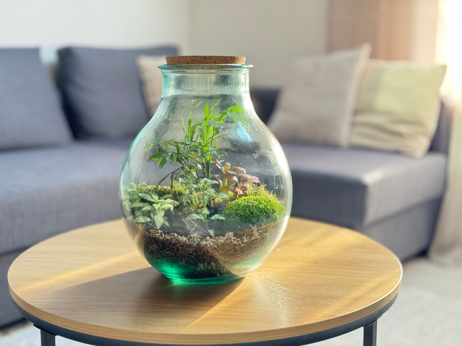 Bocal terrarium posé sur une table d'appoint dans un salon avec canapé et coussins