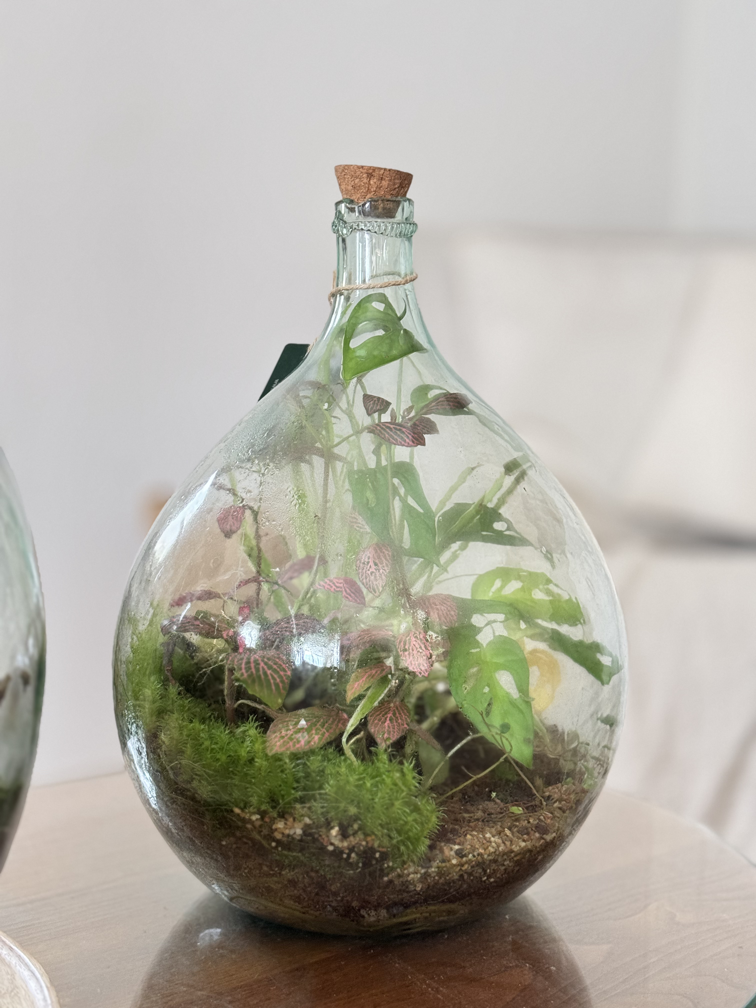 Bocal terrarium rond fermé posé sur une table en bois