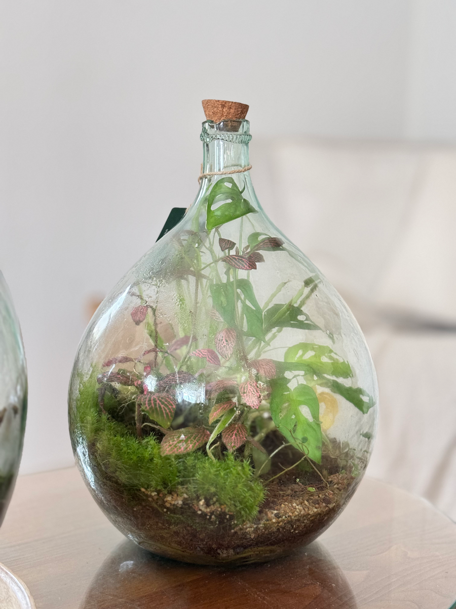 Bocal terrarium rond fermé posé sur une table en bois