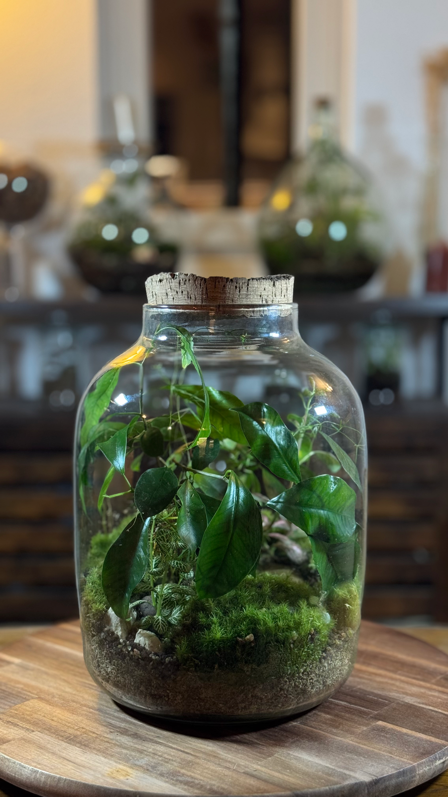 Bocal terrarium en gros plan posé sur une table en bois