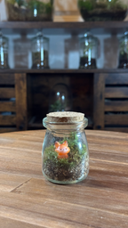 Photo du produit Capsule — Mini-Terrarium Écureuil miniature.green, terrarium en bocal
