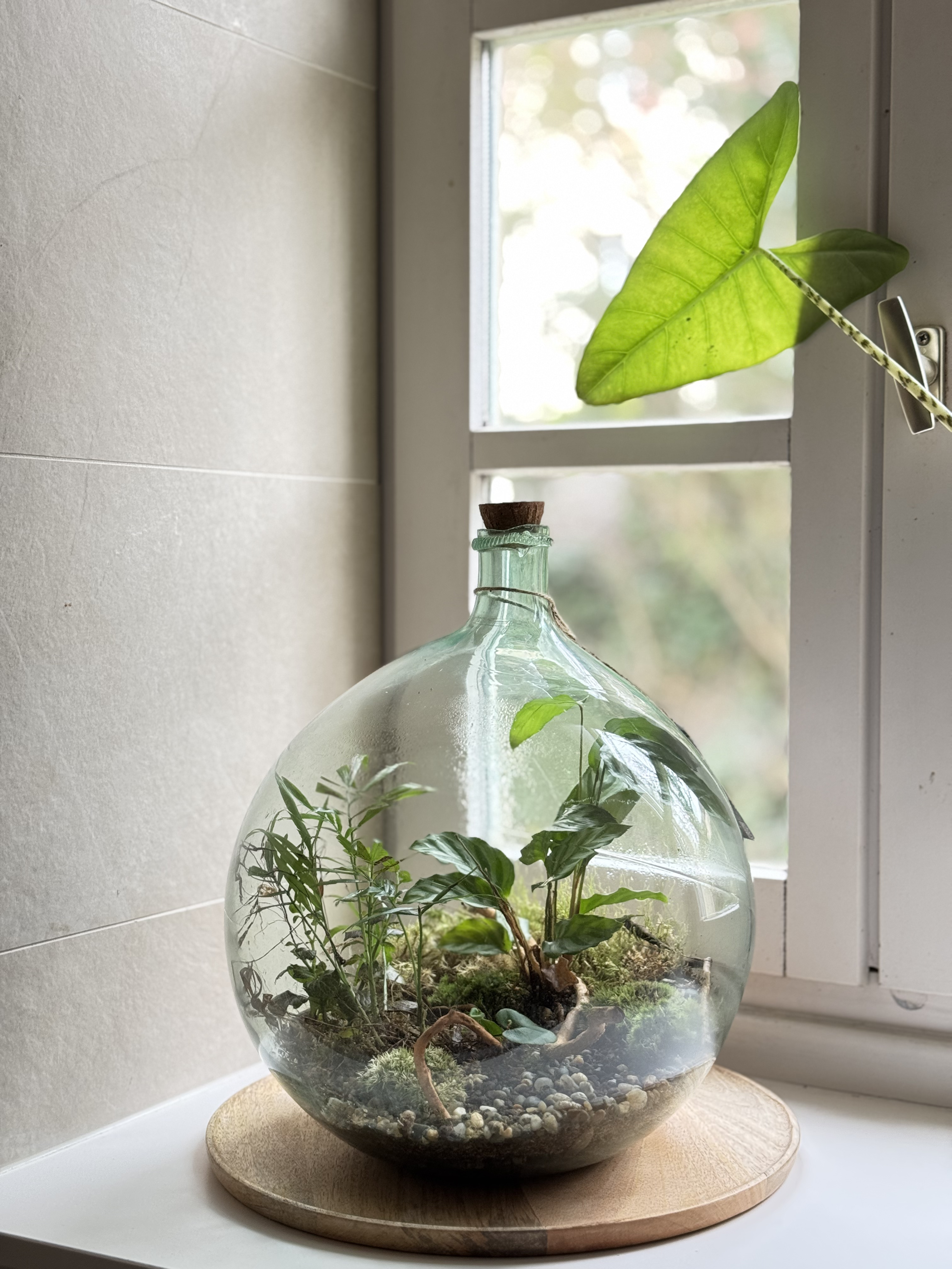 Bocal terrarium posé sur un rebord de fenêtre avec rideau