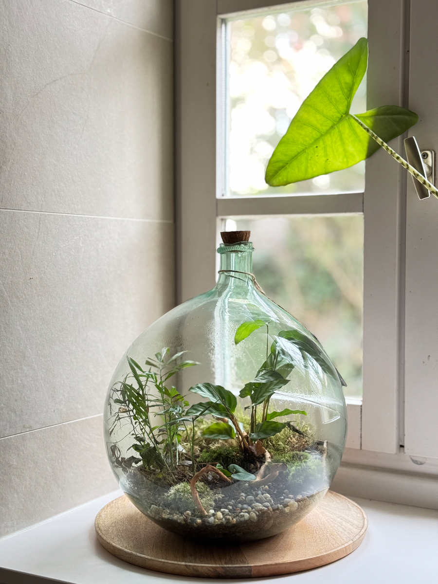 Bocal terrarium posé sur un rebord de fenêtre avec rideau