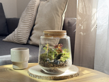 Photo du produit Kit à composer — Taille S/M (Ø15 x H17 cm) miniature.green, terrarium en bocal