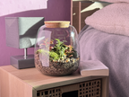 Photo du produit Kit à composer — Taille M (Ø20×H20 cm) miniature.green, terrarium en bocal