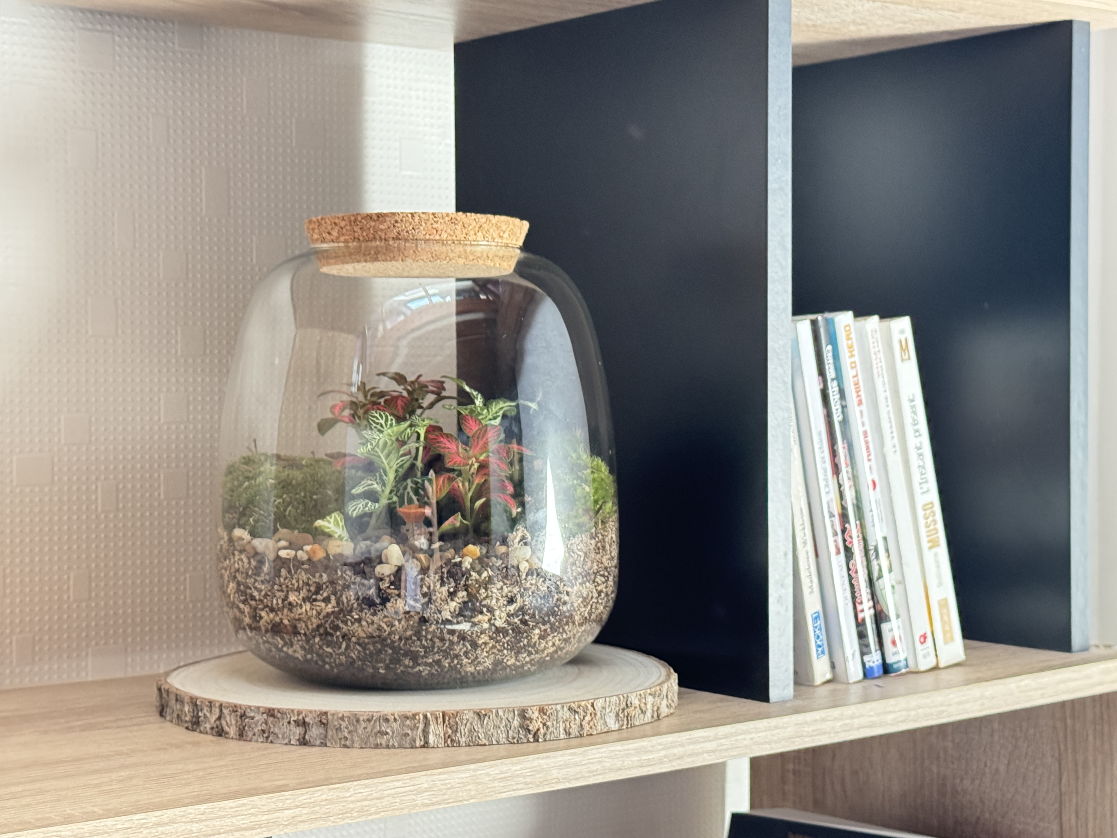 Photo du produit Kit à composer — Taille M (Ø20×H20 cm) miniature.green, terrarium en bocal