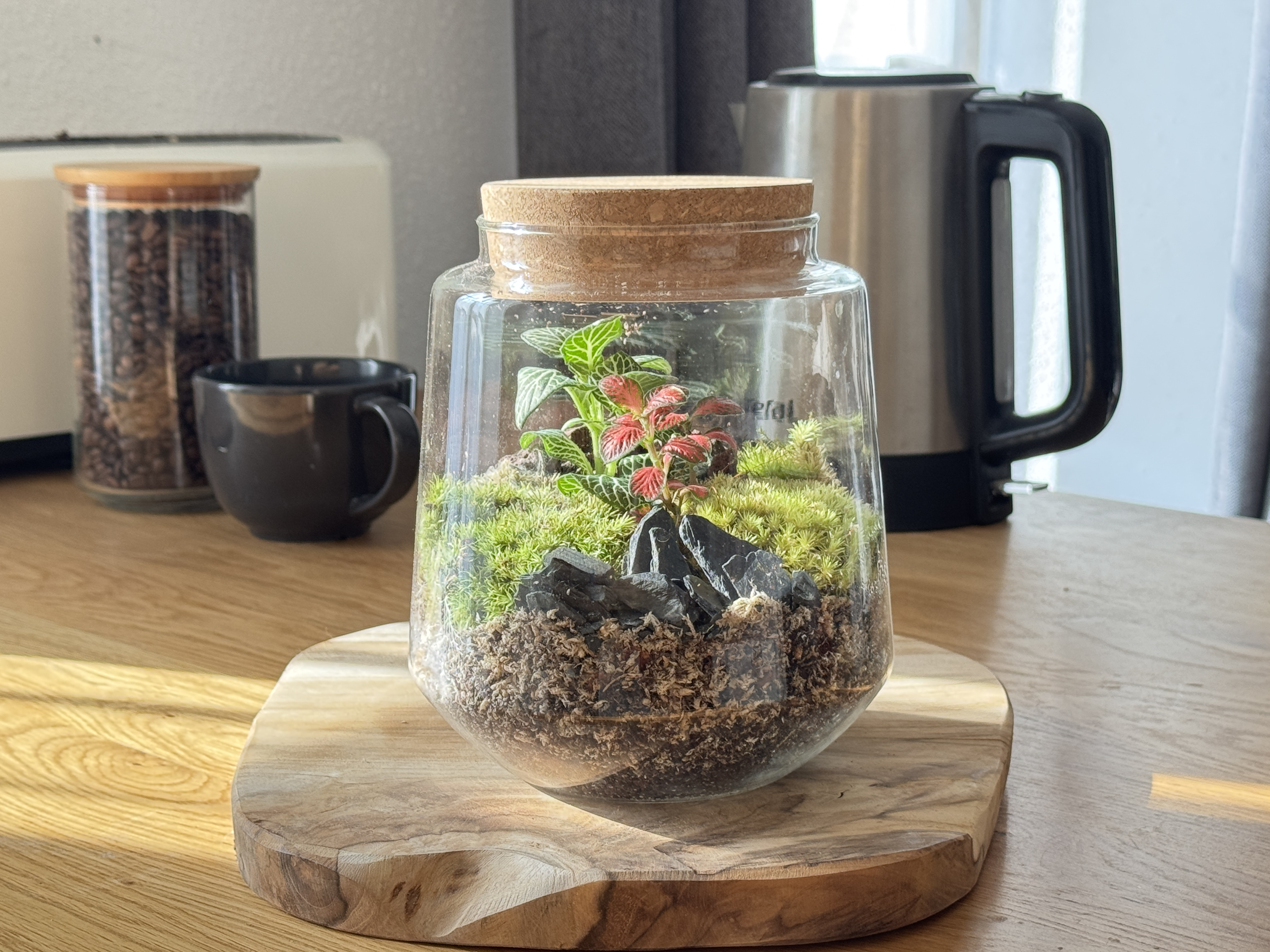 Photo du produit Kit à composer — Taille S/M (Ø15 x H17 cm) miniature.green, terrarium dans la cuisine