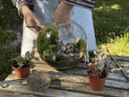 Photo du produit Kit à composer — Taille M (Ø20×H20 cm) miniature.green, terrarium en bocal