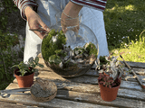Photo du produit Kit à composer — Taille M (Ø20×H20 cm) miniature.green, terrarium en bocal