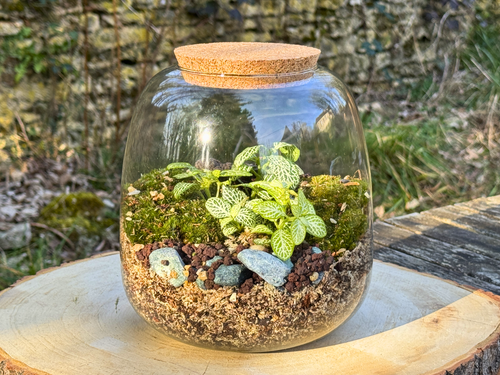 Exemple de composition du Kit à composer Taille M (Ø20×H20 cm), terrarium en bocal, coloris rouge et vert