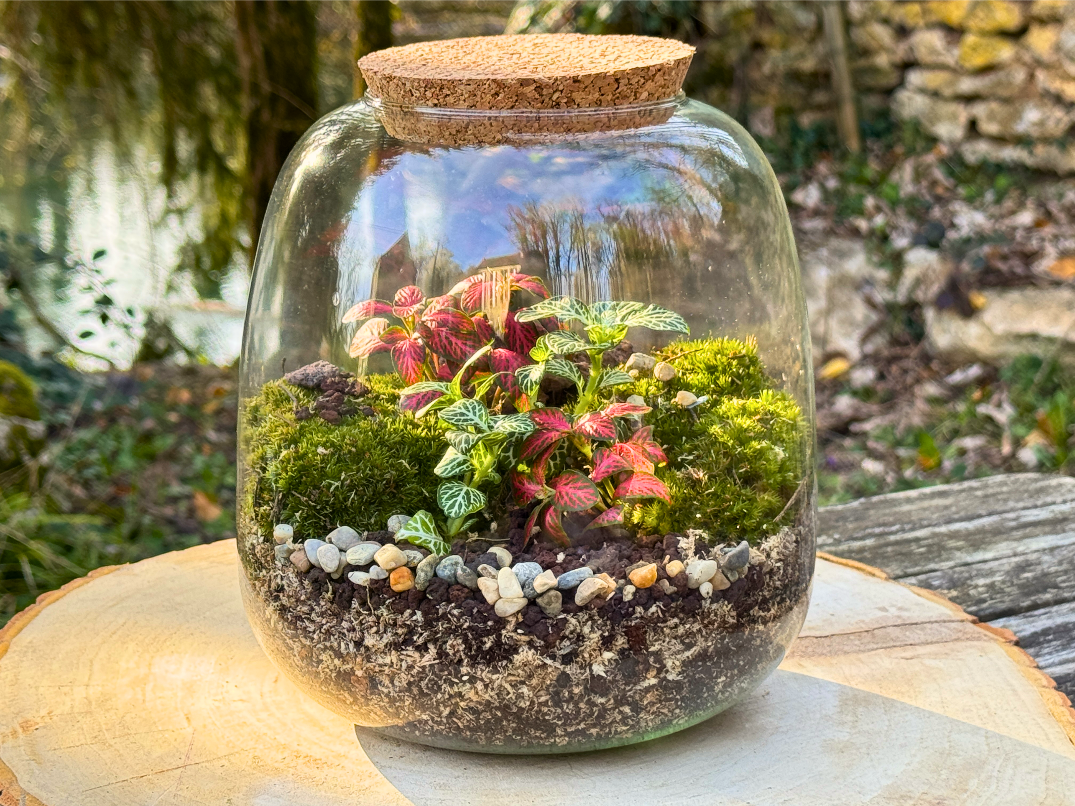 Exemple de composition du Kit à composer Taille M (Ø20×H20 cm), terrarium en bocal, coloris rouge et vert
