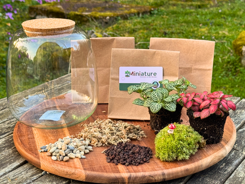 Kit à composer Taille M (Ø20×H20 cm) miniature.green assemblé, terrarium en bocal, coloris rouge et vert