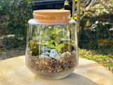 Exemple de composition du Kit à composer Taille S/M (Ø15 x H17 cm), terrarium en bocal, coloris vert