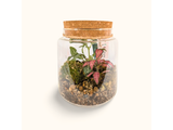 Packshot du Kit à composer Taille S/M (Ø15 x H17 cm), bocal terrarium miniature.green