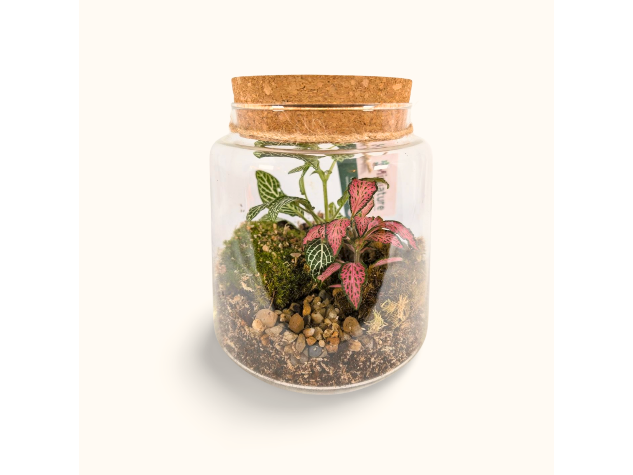 Packshot du Kit à composer Taille S/M (Ø15 x H17 cm), bocal terrarium miniature.green