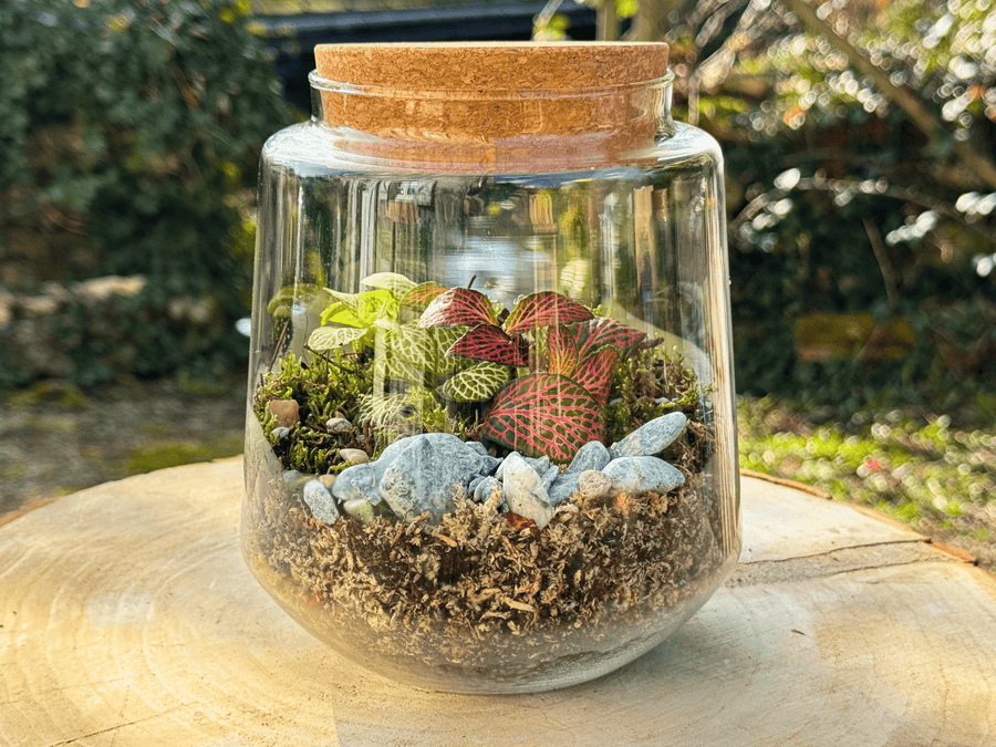 Exemple de composition du Kit à composer Taille S/M (Ø15 x H17 cm), terrarium en bocal, coloris rouge