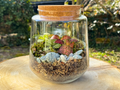 Exemple de composition du Kit à composer Taille S/M (Ø15 x H17 cm), terrarium en bocal, coloris rouge