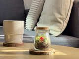 Lifestyle Caspule Livingroom Red mushroom