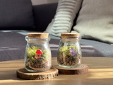 Capsule - Red Mushroom & Purple Dinosaur in Living Room
