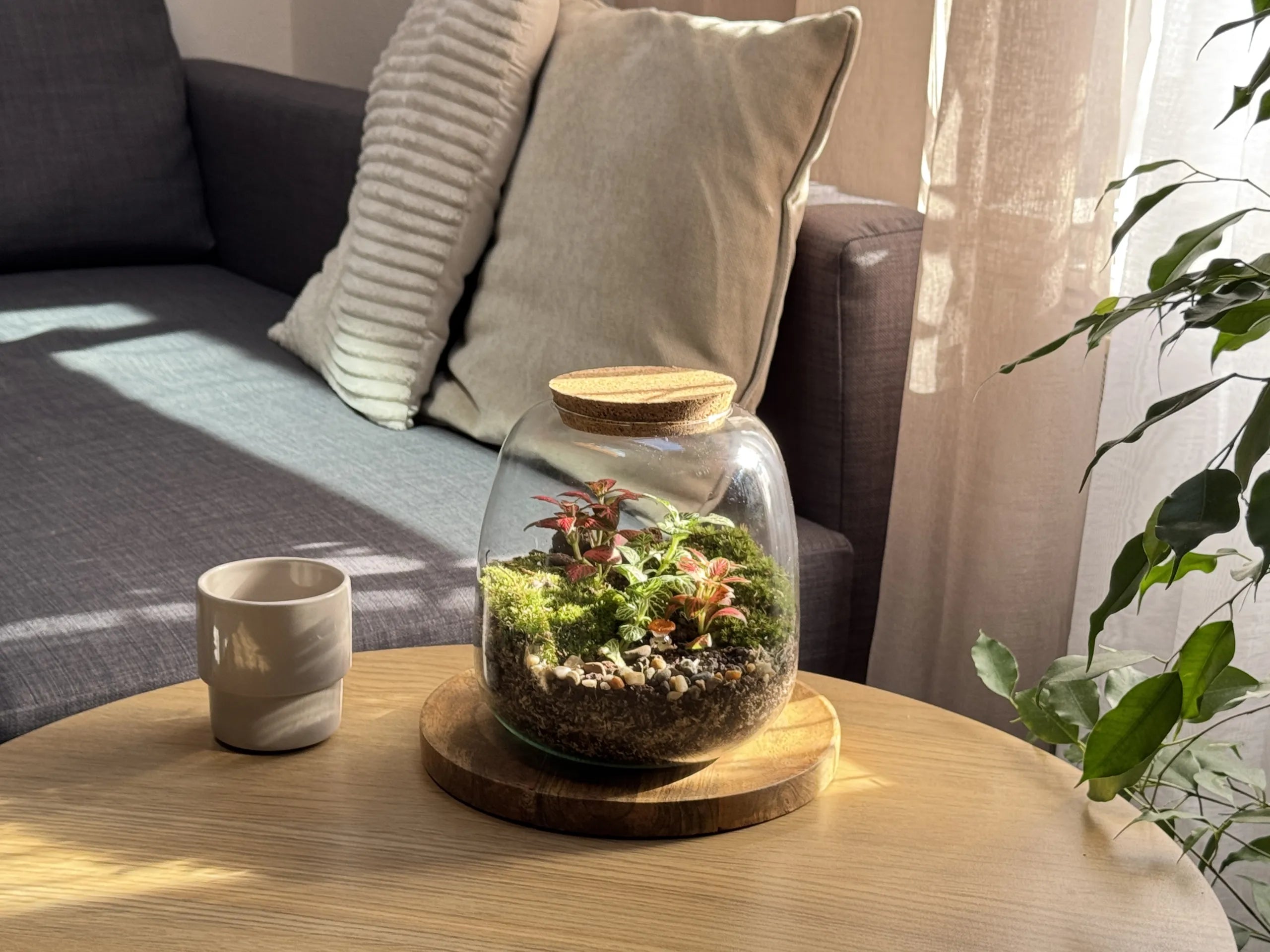 Terrarium dans le salon posé sur une table
