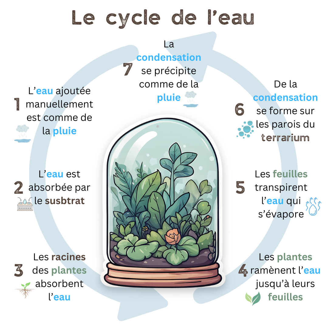Schéma illustrant le cycle de l'eau dans un terrarium fermé miniature.green