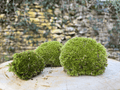 Mousse vivante en boule miniature.green pour terrarium