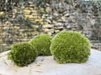 Mousse vivante en boule miniature.green pour terrarium