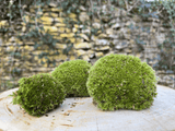 Mousse vivante en boule miniature.green pour terrarium