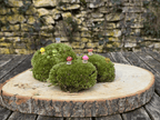 Mousse vivante en boule miniature.green avec figurines de mise en scène pour terrarium