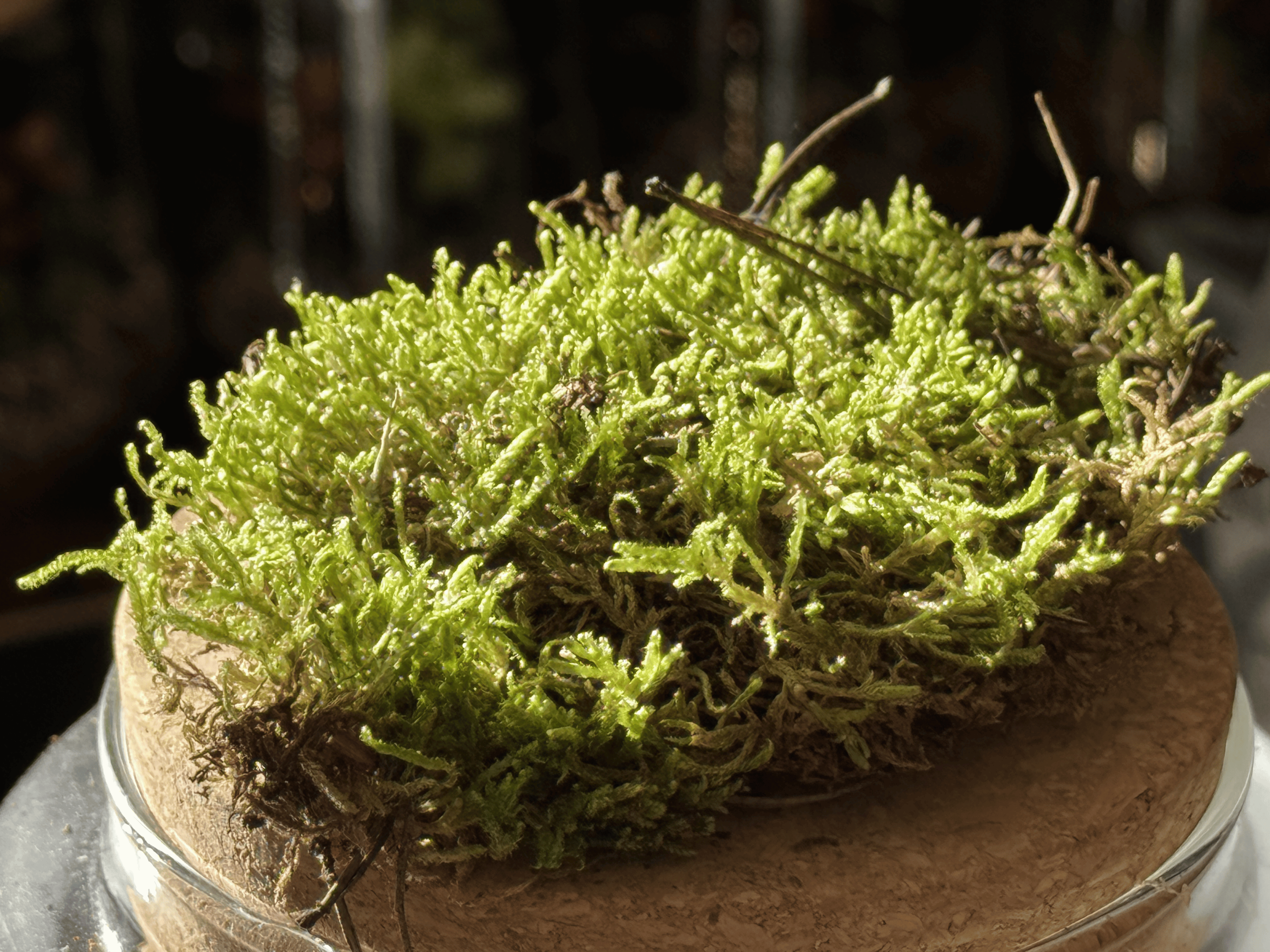 Mousse vivante plate miniature.green pour terrarium