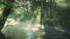 Rive in forest