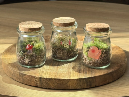 Mini terrarium Caspule x3 sur support bois video demo