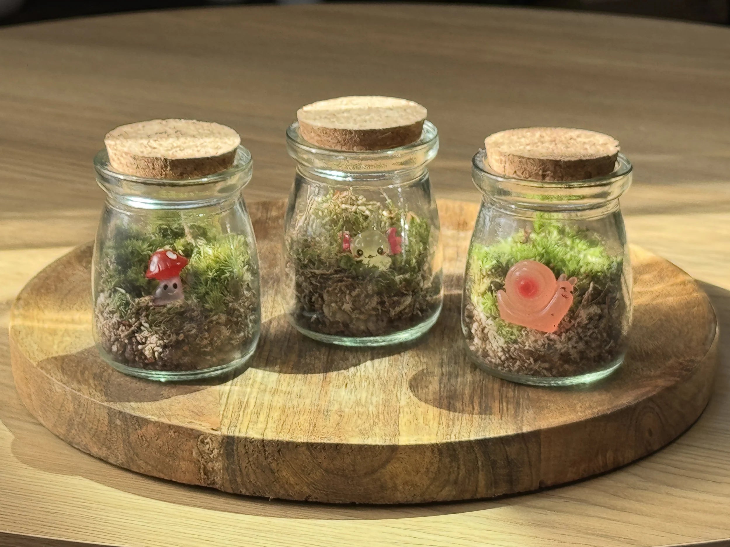 Mini terrarium Caspule x3 sur support bois video demo