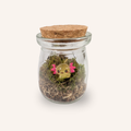 Packshot studio de la capsule Mini-Terrarium avec figurine Axolotl miniature.green, bocal en verre sur fond gris