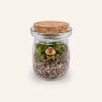 Packshot studio de la capsule Mini-Terrarium avec figurine Champignon multicolore miniature.green, bocal en verre sur fond gris