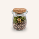 Packshot studio de la capsule Mini-Terrarium avec figurine Champignon multicolore miniature.green, bocal en verre sur fond gris