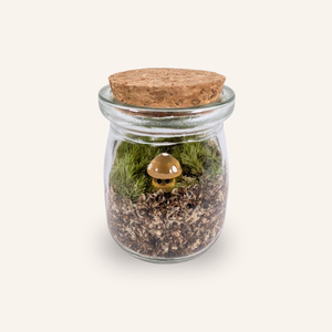 Capsule — Mini-Terrarium Champignon multicolore