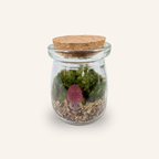Packshot studio de la capsule Mini-Terrarium avec figurine Champignon Morille miniature.green, bocal en verre sur fond gris