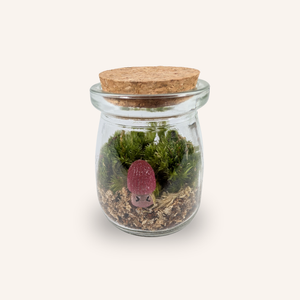 Capsule — Mini-Terrarium Champignon Morille