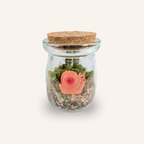 Packshot studio de la capsule Mini-Terrarium avec figurine Escargot miniature.green, bocal en verre sur fond gris