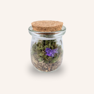 Capsule — Mini-Terrarium Lézard