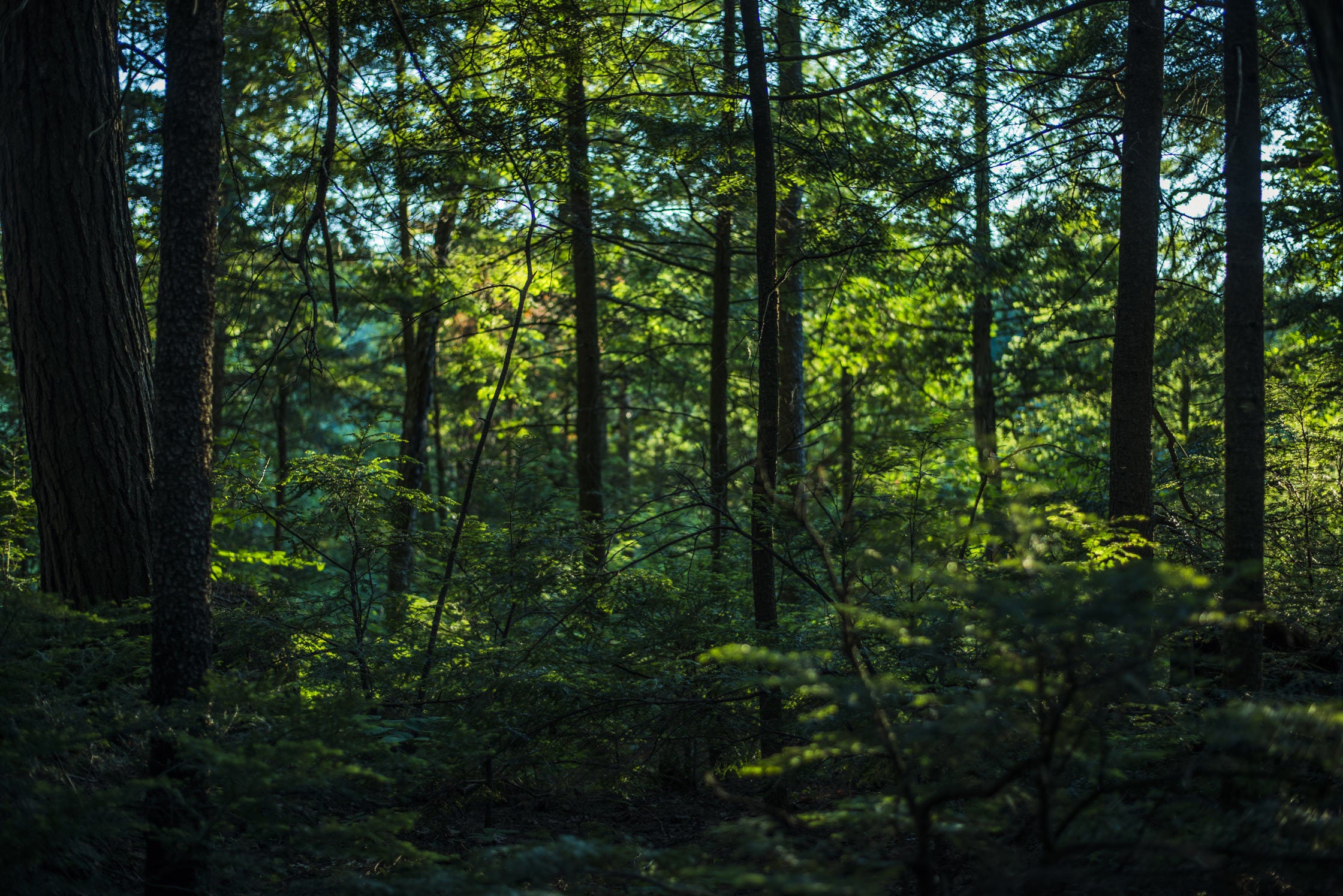 Sous-bois verdoyant avec lumière naturelle filtrant à travers les arbres