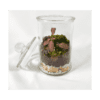 Terrarium "Bonbonnière" – Image 5