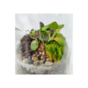 Terrarium "Bonbonnière" – Image 8