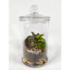 Terrarium "Bonbonnière" – Image 6